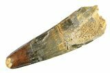 Fossil Spinosaurus Tooth - Real Dinosaur Tooth #298106-1